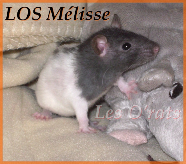 [Alsace] Jolis ratons ! Maliss14