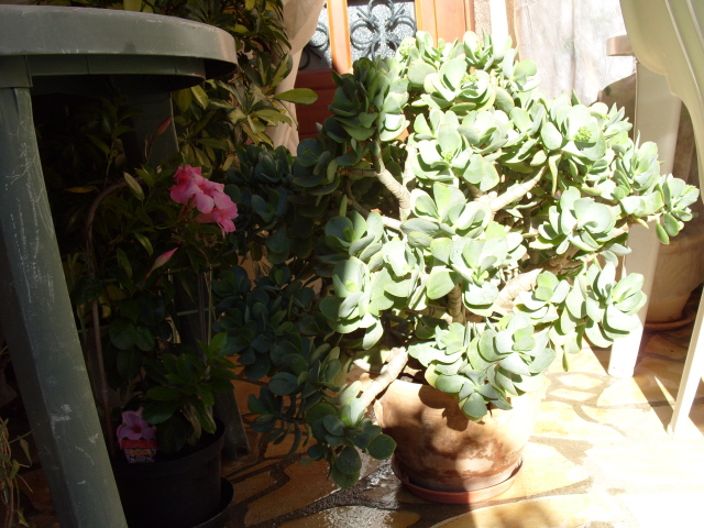 Crassula S1050110