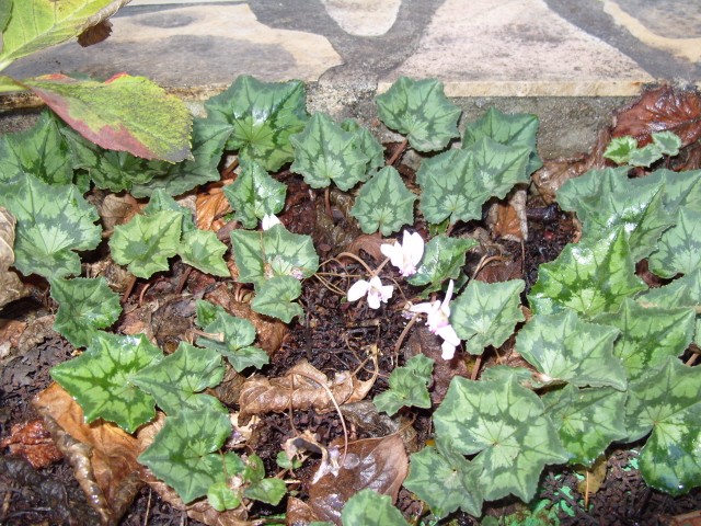 Hortensia des jardins S1050148