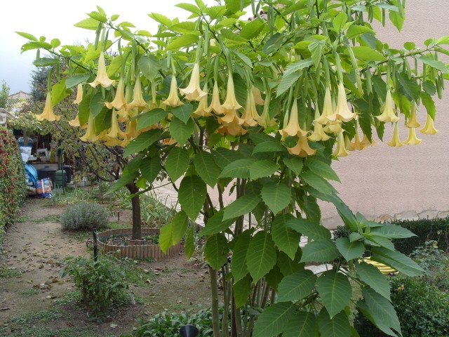 brugmansia S1051828