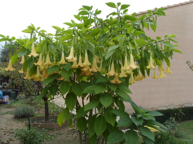 brugmansia S1051829