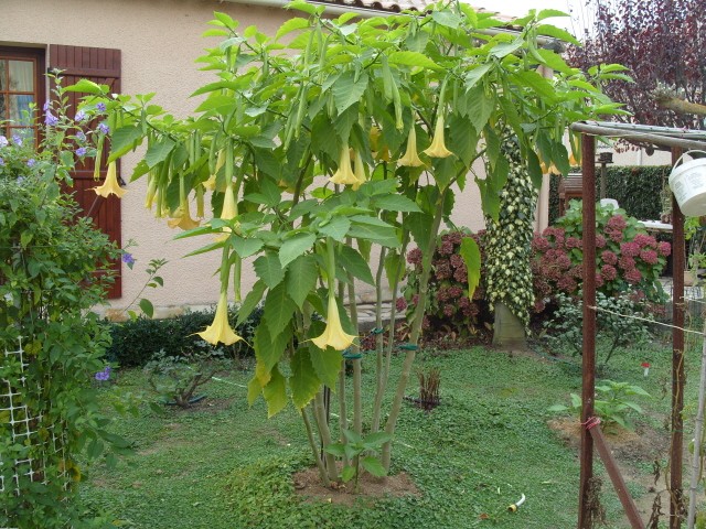 brugmansia S1051830