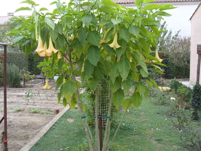 brugmansia S1051831