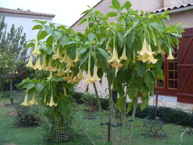 brugmansia S1051947