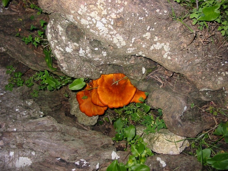 Cogumelos luminosos no Brasil Img_0030