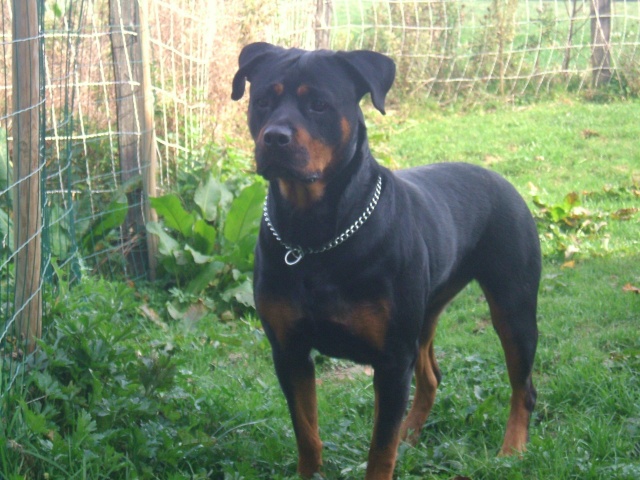 fem rott cherche adoptant !!!!!!!!!!!!! Puma_112