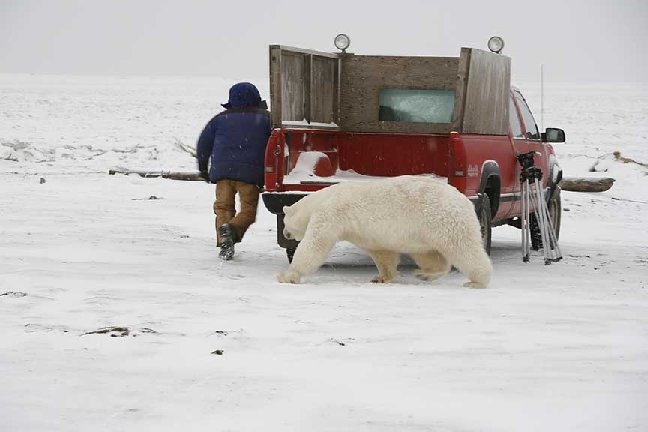 Global Warming & the Great Polar Bear Hunt Polar_10
