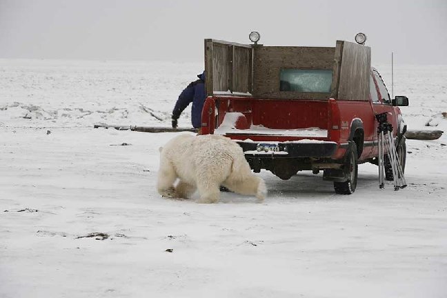 Global Warming & the Great Polar Bear Hunt Polar_11