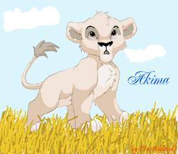 Akima, lionceau solitare Akima210