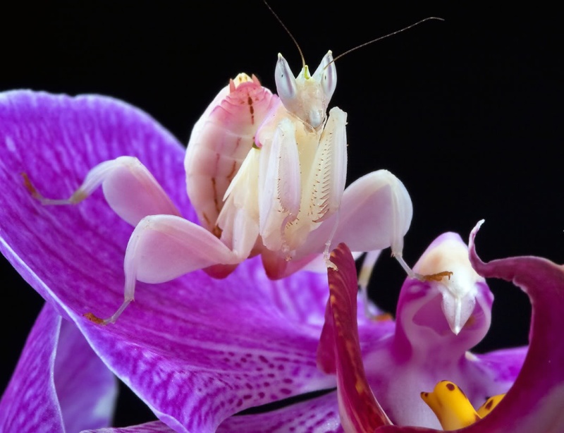 سرعوف الاوركيد الماليزي احد اجمل الحشرات Orchid10