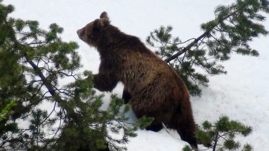 20 février 2013 : devenu trop dangereux, l'ours M13 a été abattu dans les Grisons... Aaa11