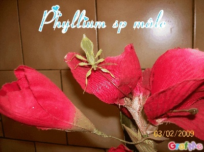 Mes phyllium sp phasme feuille Grafme11