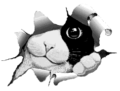Je paris que je vais vous faire sourire ! Chat_c10