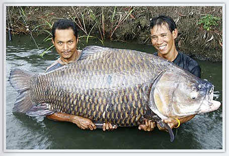 big fish Carpe10