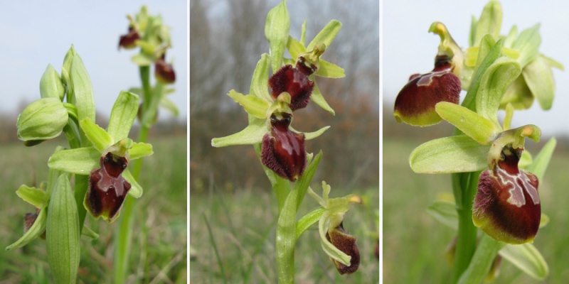 O.exaltata marzuola - pleine saison devant ma porte 3_o_ma11