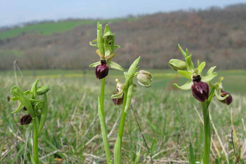 O.exaltata marzuola - pleine saison devant ma porte 8_drei10