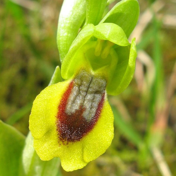 1er Ophrys lutea O_lute12