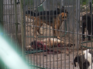 tode und verletzte Tiere in Perrera Att1a10