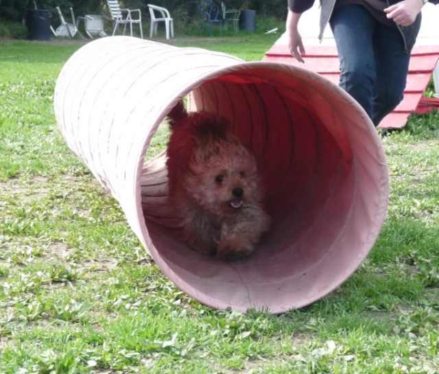 ADOPTE :    PELUCHE, mâle croisé york/caniche 8 mois - Cogolin 83 - Page 2 Z00710