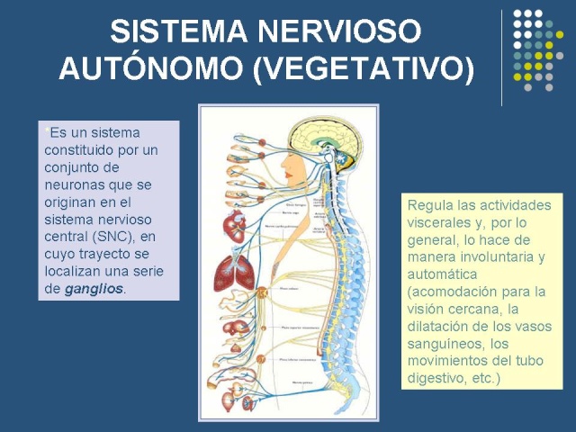 SISTEMA NERVIOSO Diapos56