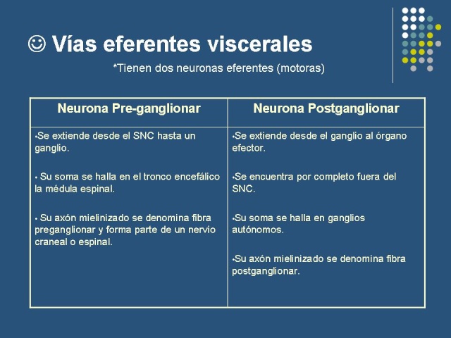 SISTEMA NERVIOSO Diapos58