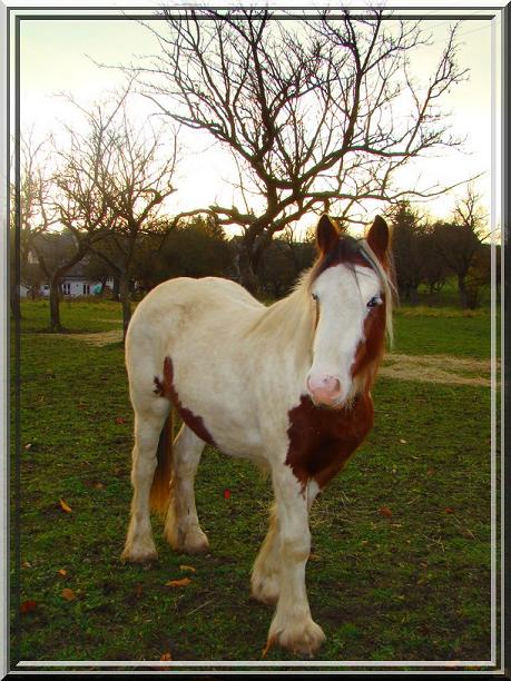 Concours photos: COULEURS D'AUTOMNE demie-finale IRISHS 2 1211