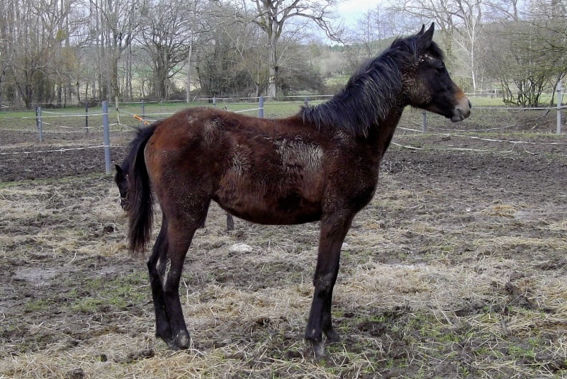 -50% sur une 10aine de poulains jusqu'au 15 mars... Imgp2115