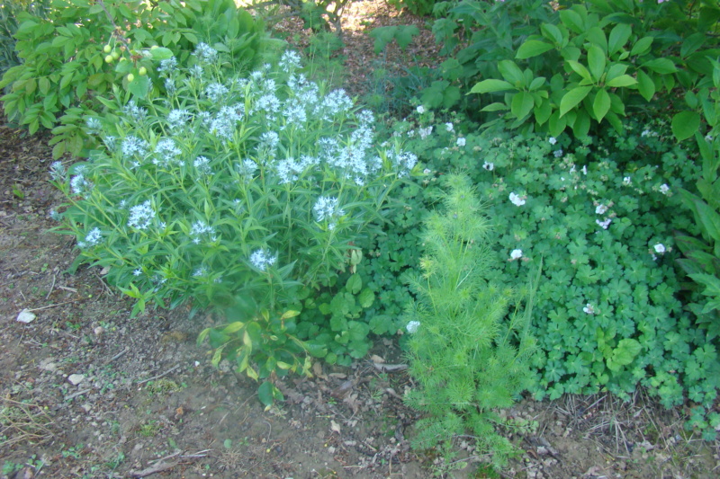 Le jardin se réveille  - Page 15 Dsc02321