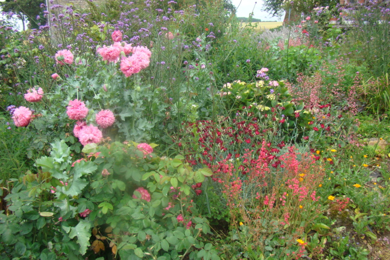 Le jardin se réveille  - Page 16 Dsc02427