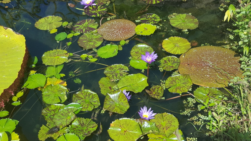 LES JARDINS D'EAU DE CARSAC en DORDOGNE 20190812