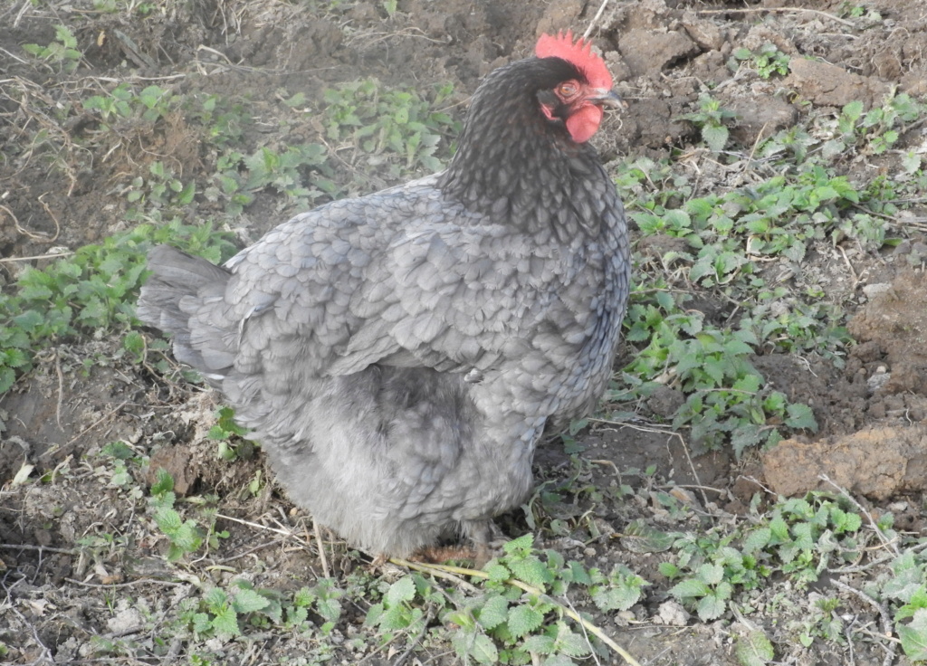Poule qui mange peu .. jabot mou .. secoue la tête