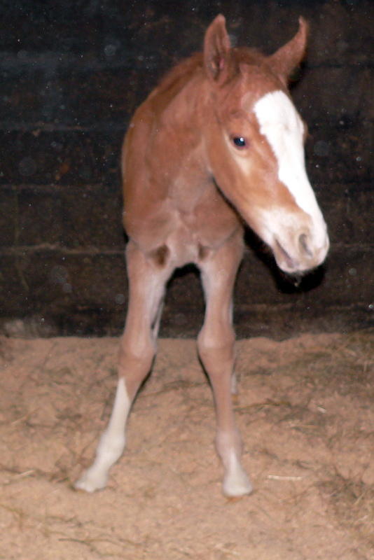 "Darling de Florent" par Calypso d'Herbiers SF et Lutte Amoureuse  P1230410