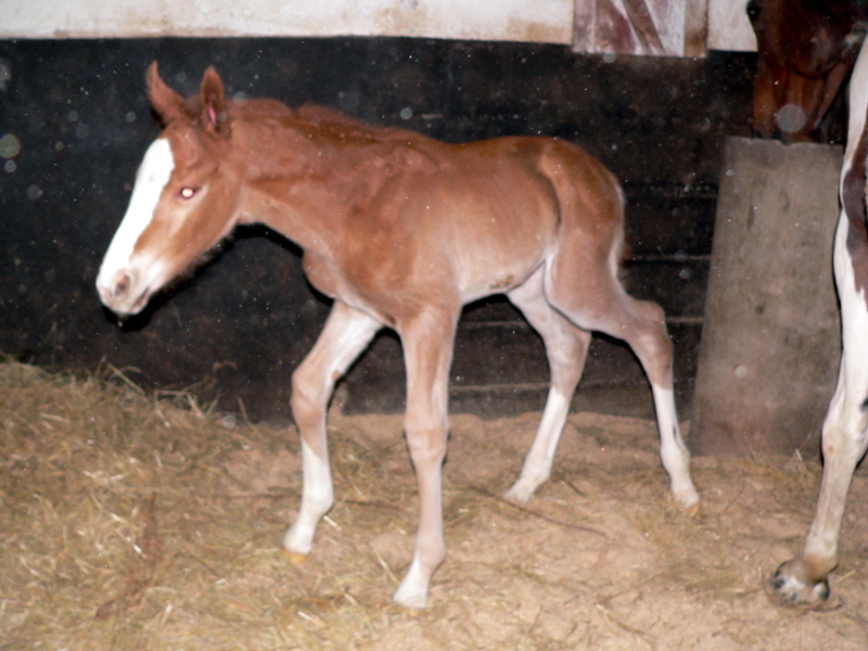 "Darling de Florent" par Calypso d'Herbiers SF et Lutte Amoureuse  P1230411