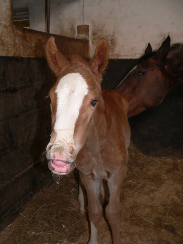 "Darling de Florent" par Calypso d'Herbiers SF et Lutte Amoureuse  P1230413