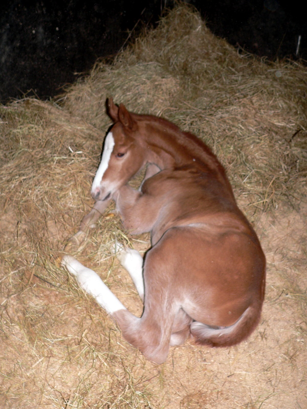 "Darling de Florent" par Calypso d'Herbiers SF et Lutte Amoureuse  P1230419