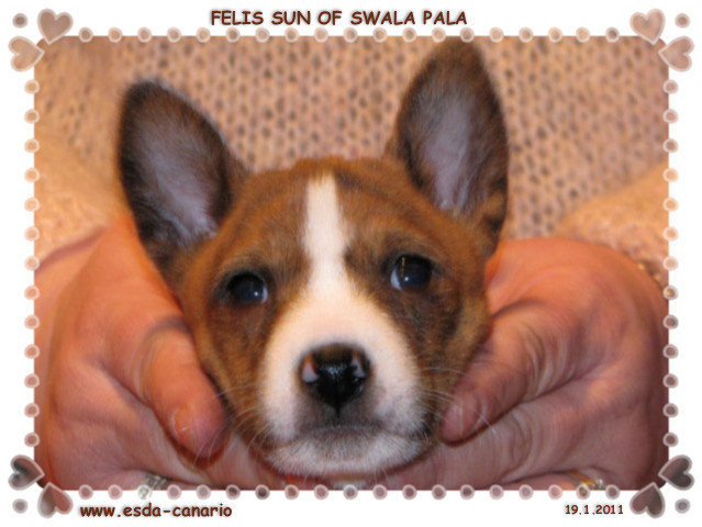 Mon futur Basenji Felis_10