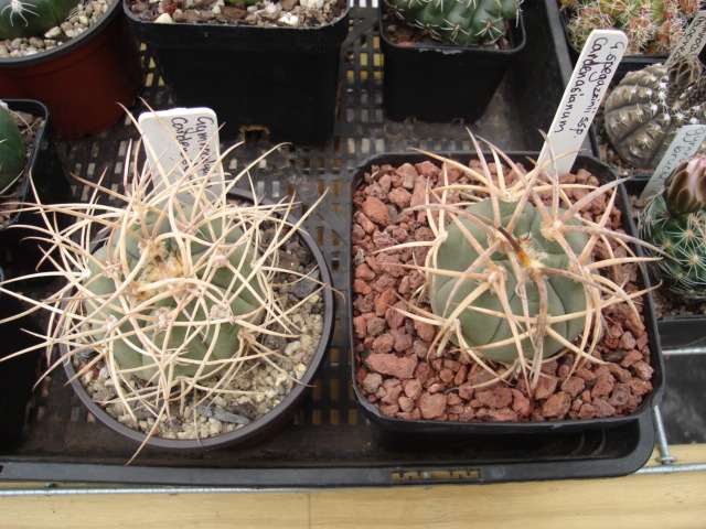 Brutal Cacti: The Thread Carden11
