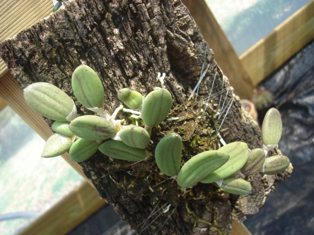 dendrobium (dockrillia) linguiforme Dend_011