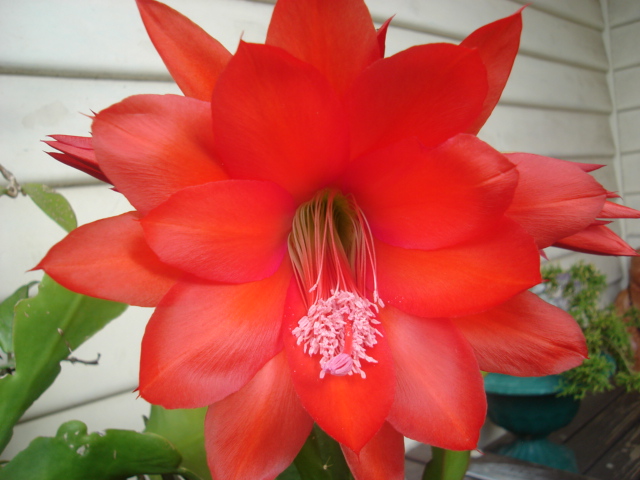 Who are the Epiphyllum growers? Epis_012