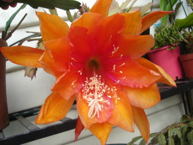 Who are the Epiphyllum growers? Epis_016