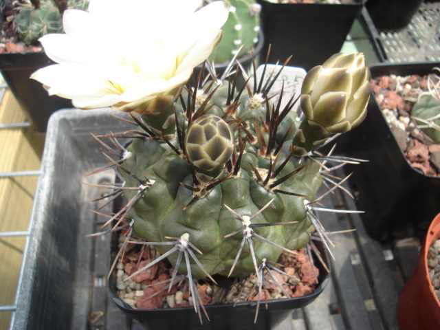 Gymnocalycium gibbosum v.nigrum G_gibb12