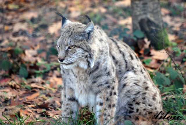 Lynx d'Europe du nord Lynx_d10