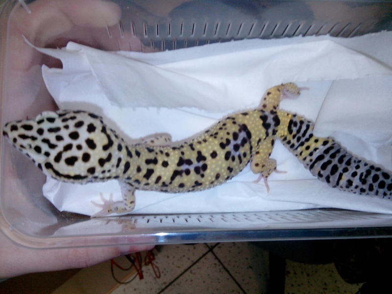 Calcium et calcium +D3 gecko léopard  88501910