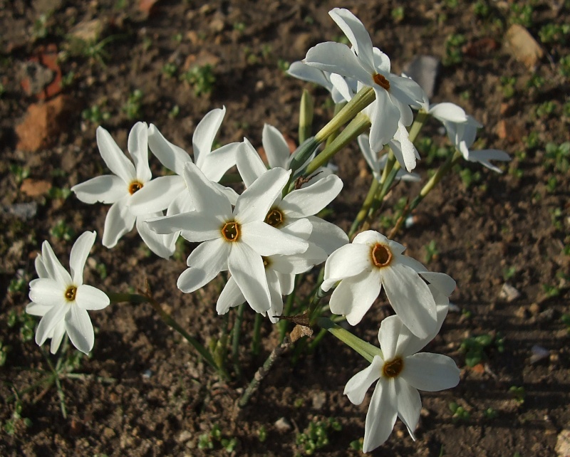 Narcissus serotinus Narcis13
