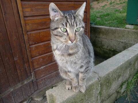 Pixel Chat Tigre Gris Clair 08 513ff