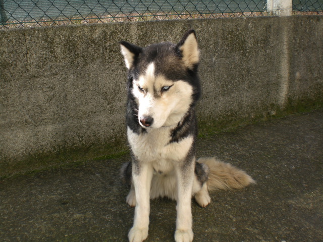 Perra de raza husky perdida por la zona de Santiago Cumple11