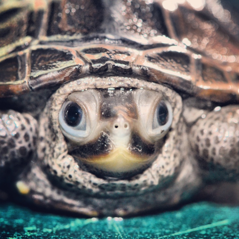 Les tortues d'aquarioguppy Image28