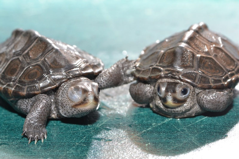 Les tortues d'aquarioguppy Image29