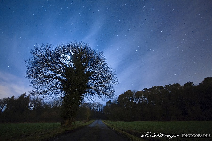 Le dégarni Arbre10