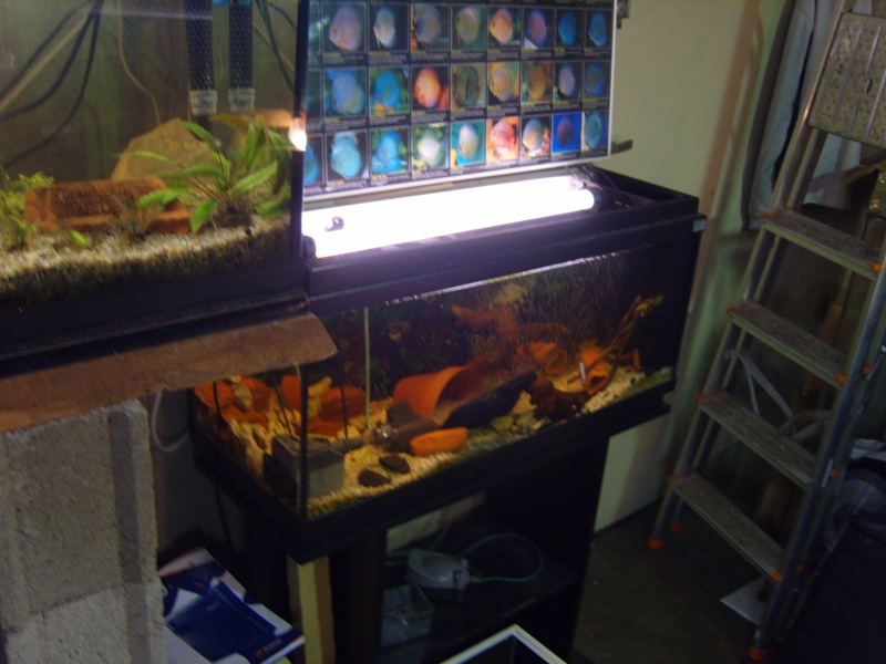 évolution fishroom de yannos54 S1031317